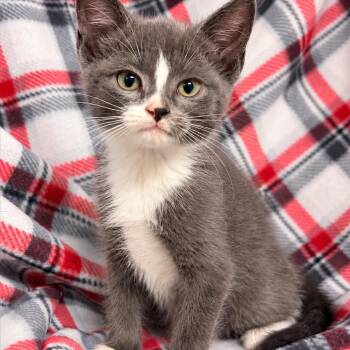 K46563 -  Domestic Short Hair Cat for Adoption in Corsicana, Texas - K46563 | PetCurious