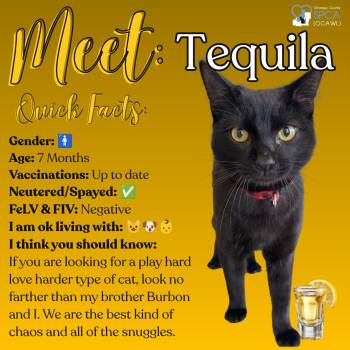 Tequila -  Domestic Short Hair Cat for Adoption in Fulton, New York - Tequila | PetCurious
