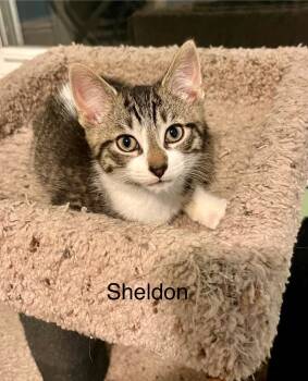 Rescue Domestic Short Hair Cats for Adoption in Brainardsvle, New York - Sheldon | PetCurious