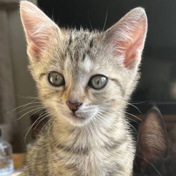 Rescue Domestic Short Hair Cats for Adoption in Wheaton, Illinois - Dominos | PetCurious