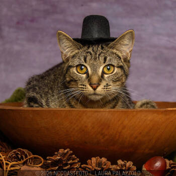 Rescue Domestic Short Hair Cats for Adoption in Emerald Isle, North Carolina - Benji | PetCurious