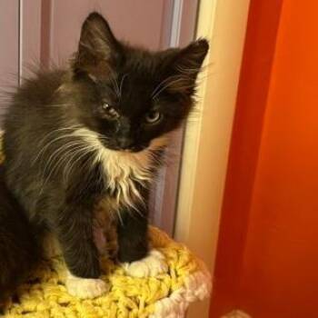 Willow -  Domestic Long Hair Cat for Adoption in Hailey, Idaho - Willow | PetCurious