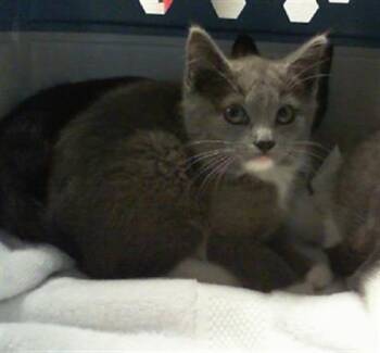 A1266155 -  Domestic Short Hair Cat for Adoption in Charlotte, North Carolina - A1266155 | PetCurious