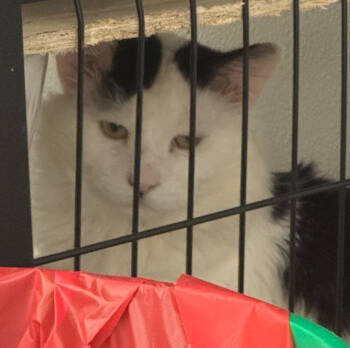 Rescue Domestic Short Hair Cats for Adoption in St. Cloud, Minnesota - Bubbles | PetCurious