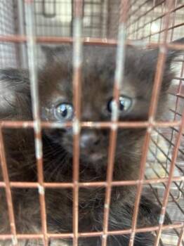 Domestic Short Hair Cats Available for Adoption in Houston, Texas - A656896 | PetCurious