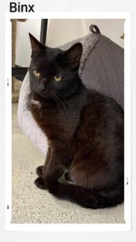 Binx -  Domestic Short Hair Cat for Adoption in Caistor Centre, Ontario - Binx | PetCurious