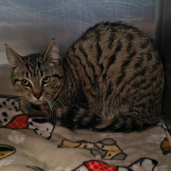 Domestic Short Hair Cats Available for Adoption in Moses Lake, Washington - Lucky | PetCurious