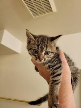 Torta -  Domestic Short Hair Cat for Adoption in Logan, Utah - Torta | PetCurious