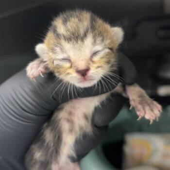 Jujube -  Domestic Short Hair Cat for Adoption in West Palm Beach, Florida - Jujube | PetCurious