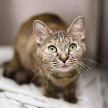 Odessa -  Domestic Short Hair Cat for Adoption in Atlanta, Georgia - Odessa | PetCurious