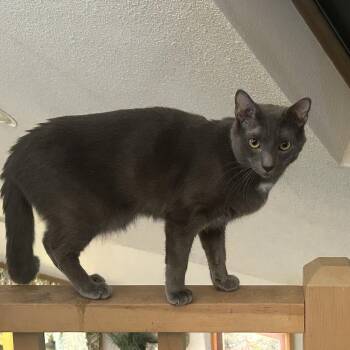 EVERGLADES -  Russian Blue and Domestic Short Hair Cat for Adoption - EVERGLADES | PetCurious