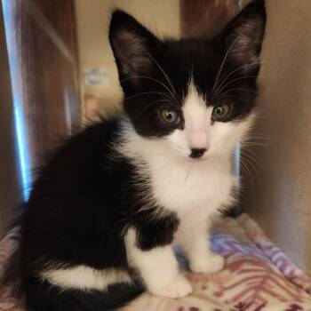 Trinity -  Domestic Short Hair Cat for Adoption in Reno, Nevada - Trinity | PetCurious