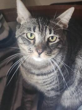 Rescue Domestic Short Hair Cats for Adoption in Westminster, California - Pedro | PetCurious