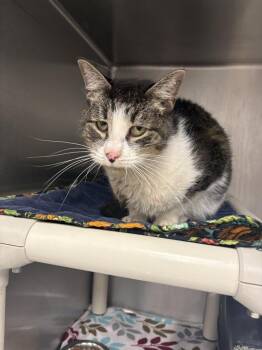 Weeble -  Domestic Short Hair Cat for Adoption in Bowling Green, Ohio - Weeble | PetCurious