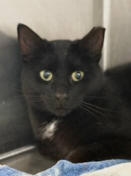 Rescue Domestic Short Hair Cats for Adoption in West Chester, Pennsylvania - Phil | PetCurious
