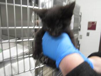 RALPH -  Domestic Short Hair Cat for Adoption in Derwood, Maryland - RALPH | PetCurious