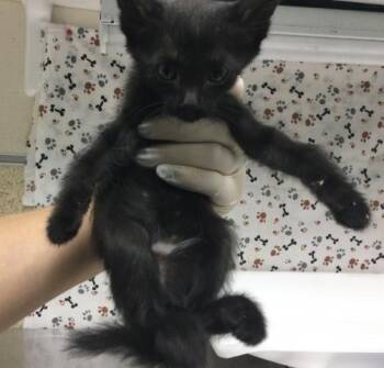 MOUSEY -  Domestic Short Hair Cat for Adoption in Riverside, California - MOUSEY | PetCurious
