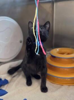 Excavator -  Domestic Short Hair Cat for Adoption in Westland, Michigan - Excavator | PetCurious