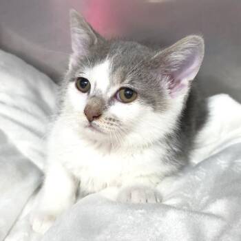 Domestic Short Hair Cats Available for Adoption in Michigan City, Indiana - Cloudy | PetCurious