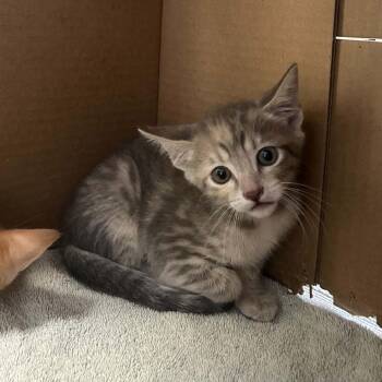 Roomba -  Domestic Short Hair Cat for Adoption in West Olive, Michigan - Roomba | PetCurious