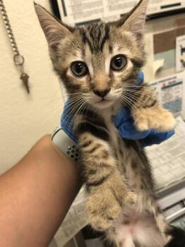 Rescue Domestic Short Hair Cats for Adoption in Long Beach, California - TOFFEE | PetCurious