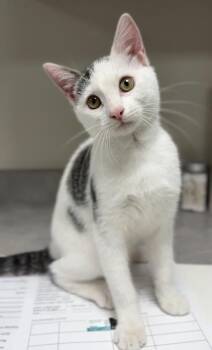 Towel -  Domestic Short Hair Cat Available for Adoption in Bemidji, Minnesota - Towel | PetCurious