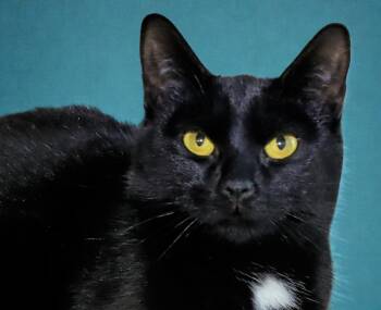 Domestic Short Hair Cats Available for Adoption in Euclid, Ohio - Frito | PetCurious