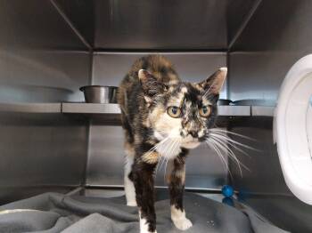 Splotch -  Calico Cat for Adoption in Liberty, Missouri - Splotch | PetCurious