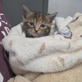 Myka -  Domestic Short Hair Cat for Adoption in Mount Vernon, Indiana - Myka | PetCurious