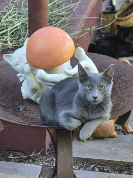 Westley -  Domestic Short Hair Cat for Adoption in Auburn, Washington - Westley | PetCurious