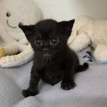 Itsy Bitsy -  Domestic Short Hair Cat for Adoption in Phoenix, Arizona - Itsy Bitsy | PetCurious