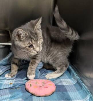 Squints (Neutered) Special Needs .. Left Eye Removed) (Photos Ju -  Tabby and Domestic Short Hair Cat for Adoption in Marietta, Ohio - Squints (Neutered) Special Needs .. Left Eye Removed) (Photos Ju | PetCurious