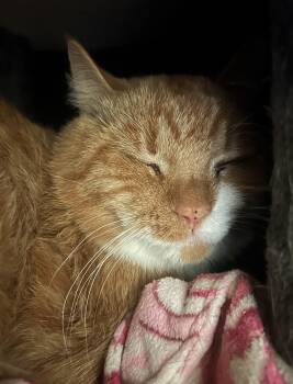 Rescue Domestic Short Hair Cats for Adoption in Quilcene, Washington - Nash | PetCurious