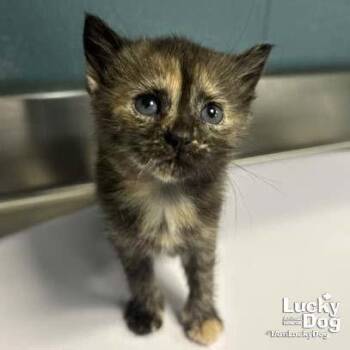 Bitty Poppy -  Domestic Short Hair Cat for Adoption in Washington, District Of Columbia - Bitty Poppy | PetCurious