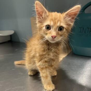 Tubs -  Domestic Medium Hair Cat for Adoption in Chattanooga, Tennessee - Tubs | PetCurious