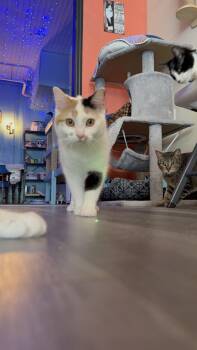 Rescue Domestic Short Hair Cats for Adoption in Whitewater, Wisconsin - Carmelita | PetCurious