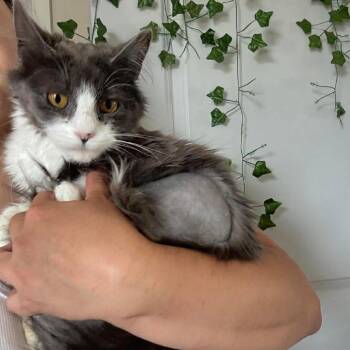 Pelusa (040955) -  Domestic Medium Hair Cat Available for Adoption in Hedgesville, West Virginia - Pelusa (040955) | PetCurious