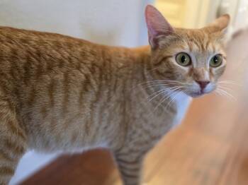 Harmony -  Domestic Short Hair Cat for Adoption in Mission Viejo, California - Harmony | PetCurious