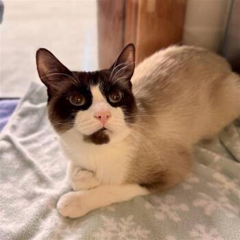 Siamese Cats Available for Adoption in Midland, Michigan - Kiyo | PetCurious