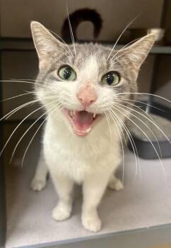 PURRSEPHONE -  Domestic Short Hair Cat for Adoption in Aliquippa, Pennsylvania - PURRSEPHONE | PetCurious