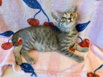 Chichen Itza -  Domestic Short Hair and Tabby Cat for Adoption in Homer Glen, Illinois - Chichen Itza | PetCurious