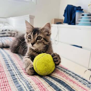 Bowsette -  Tabby and Domestic Medium Hair Cat for Adoption in Gladstone, Oregon - Bowsette | PetCurious