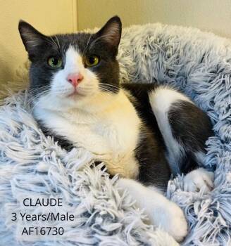 Claude -  Domestic Short Hair Cat for Adoption - Claude | PetCurious