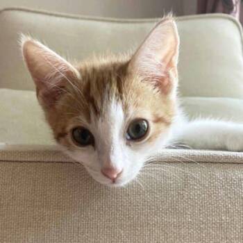 Bowie -  Domestic Short Hair Cat for Adoption in Atlanta, Georgia - Bowie | PetCurious