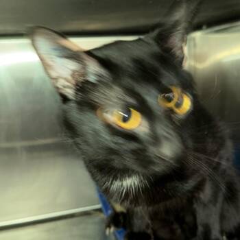 American Shorthair Cats Available for Adoption in Mount Vernon, Arkansas - Jasper | PetCurious