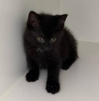 Vinny -  Domestic Short Hair Cat for Adoption in Lagrange, Indiana - Vinny | PetCurious