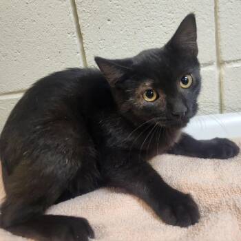 Rescue Domestic Short Hair Cats for Adoption in Windsor, Virginia - Phantom | PetCurious