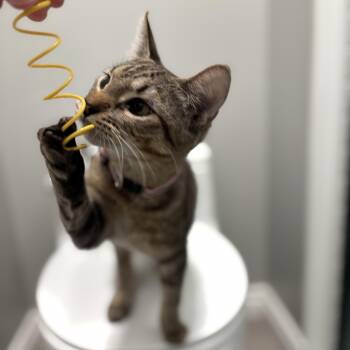 Domestic Short Hair Cats Available for Adoption - Enid | PetCurious