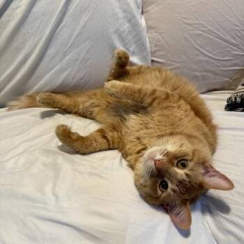 Domestic Medium Hair Cats Available for Adoption - Peaches | PetCurious