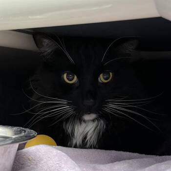 Domestic Short Hair Cats Available for Adoption in Las Vegas, Nevada - BABY BOY | PetCurious